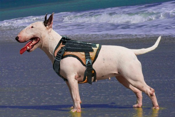 ARNES TACTICO PARA PERRO 2004